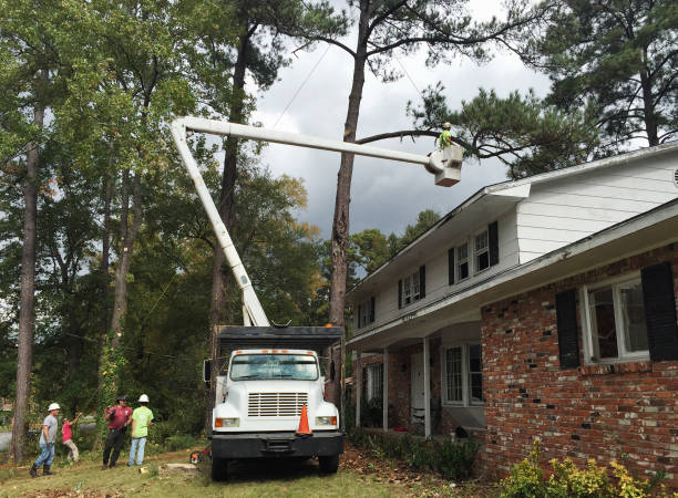 Best Utility Line Clearance  in Brockport, NY